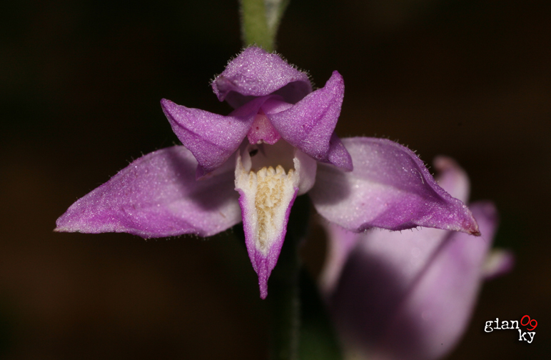 Cephalanthera rubra